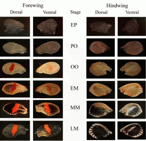 Pigments developing in a pupal wing of Heliconius