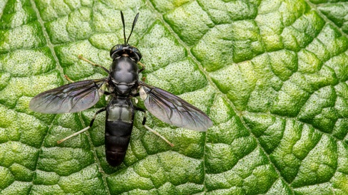 Black Soldier Fly adult on a leaf