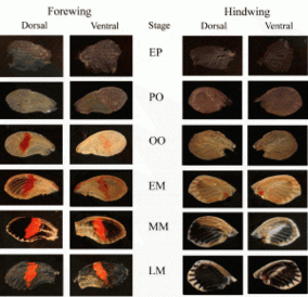 Pigments developing in a pupal wing of Heliconius