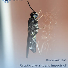 A soldier fly on the cover of GBE