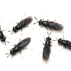 Six black soldier fly adults on white background