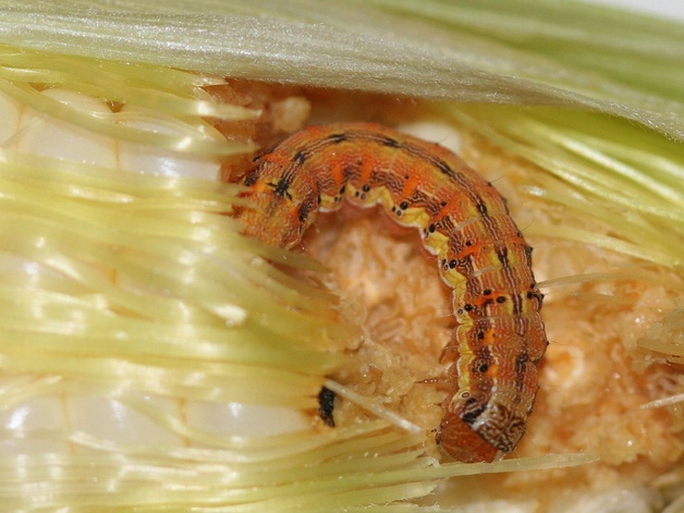 corn armyworm caterpillar