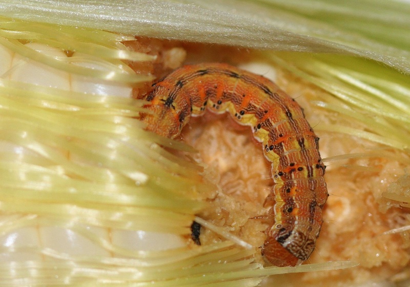 corn armyworm caterpillar