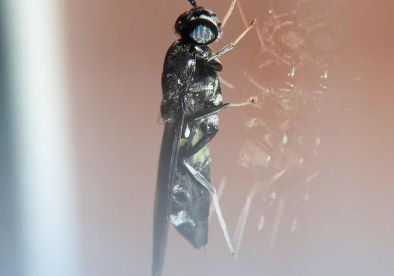 A soldier fly on the cover of GBE