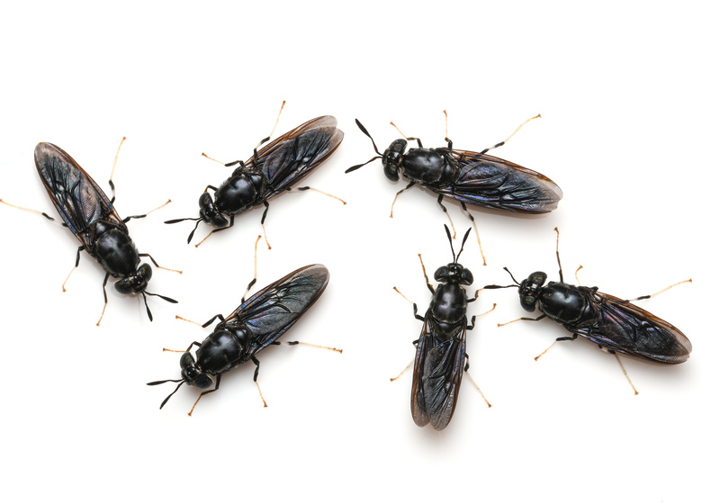 Six black soldier fly adults on white background